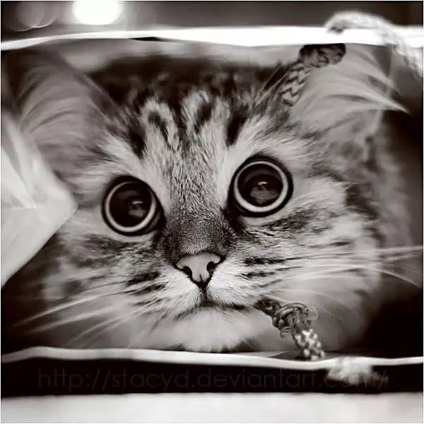 Let Me Out