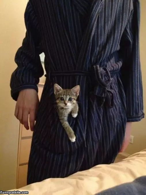 Im A Pocket Kitten