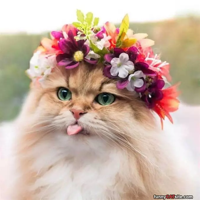 Flower Cat