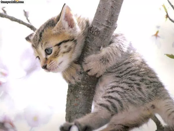 Hold On Little Buddy