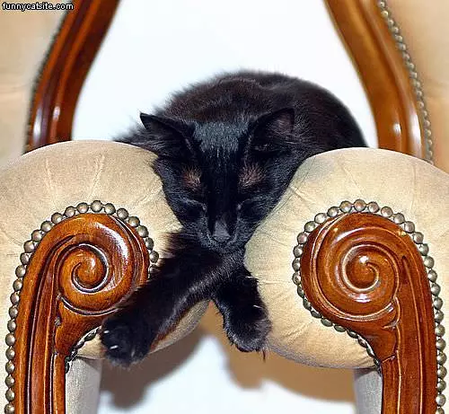 Cat Sleeping Funny