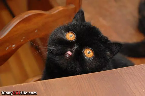 Look At Those Eyes