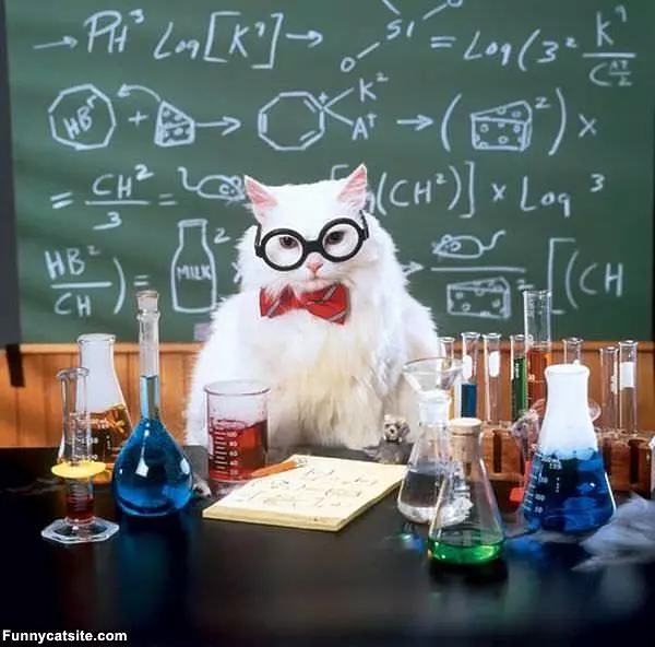 Professor Cat