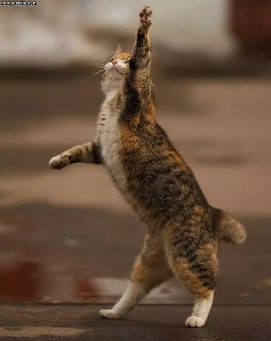 High 5