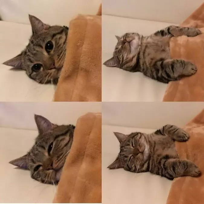Tucked In