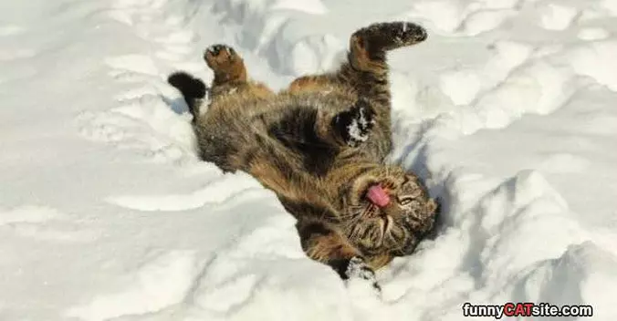 Enjoying The Snow