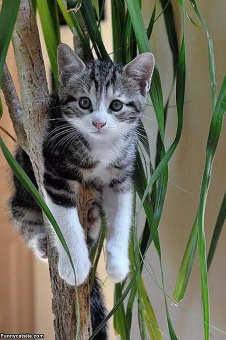 Stuck In A Tree