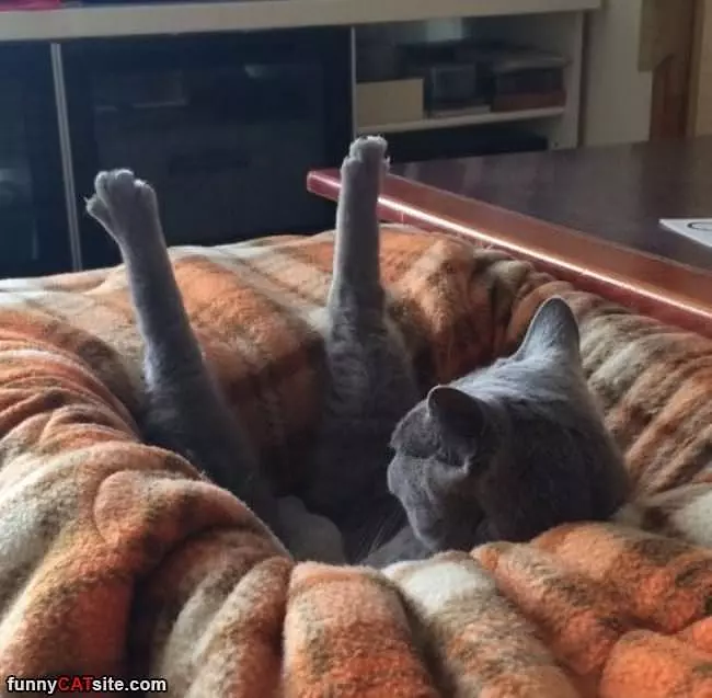 Sleeping However I Want