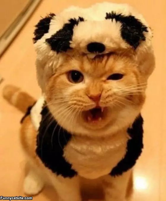 This Costume Sucks