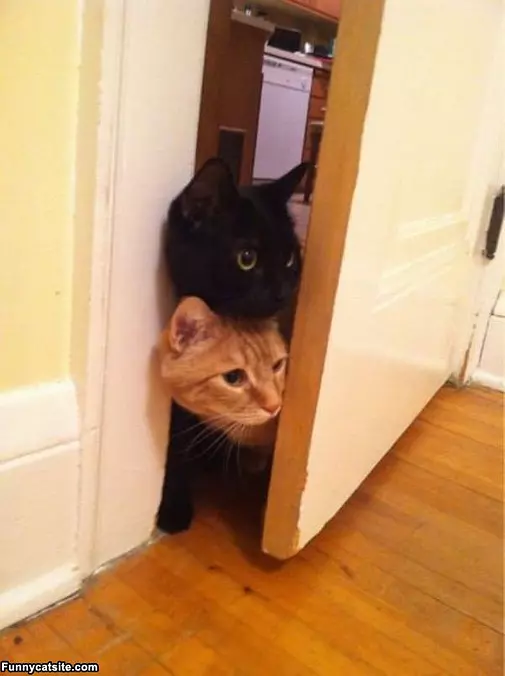 Stacking Cats