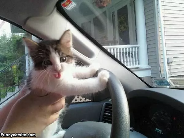 Doing Some Driving