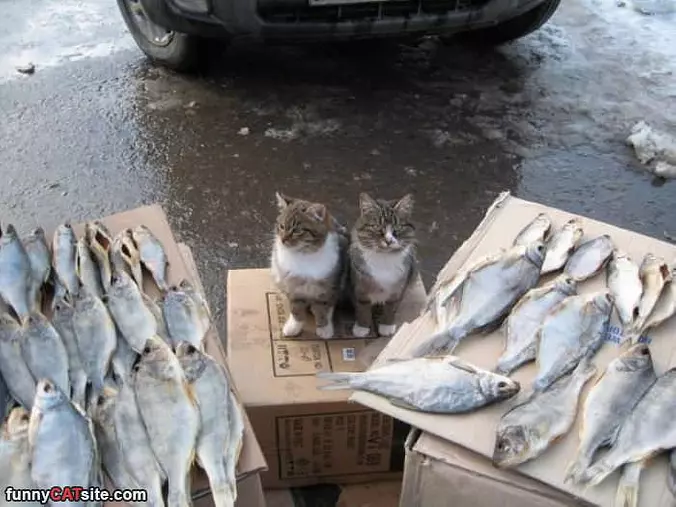 We Will Buy Them All