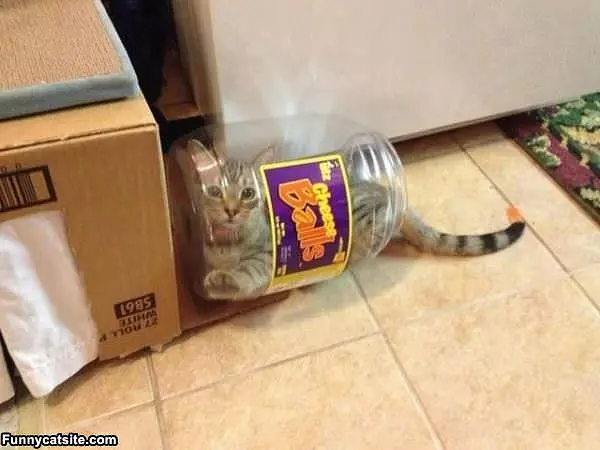 Cheese Balls Fan