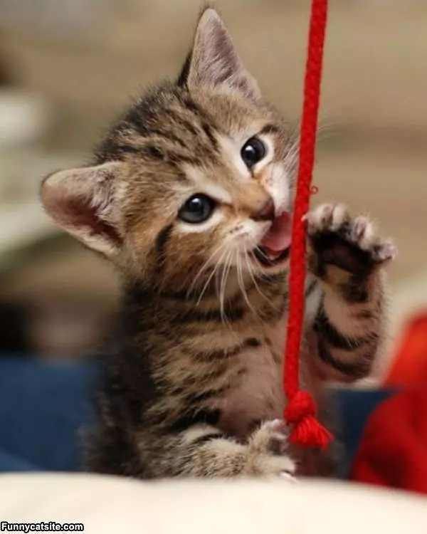 Nom Nom String