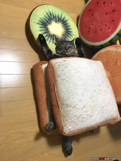 Sandwich Nap