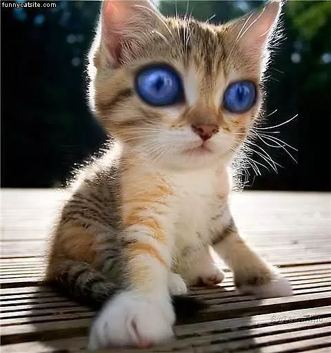Blue Eyes Cat