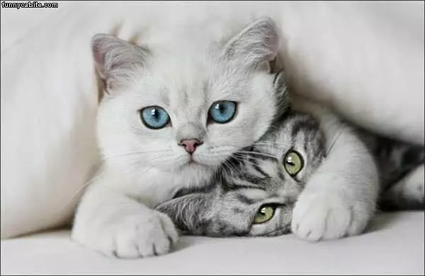 Cats Posing
