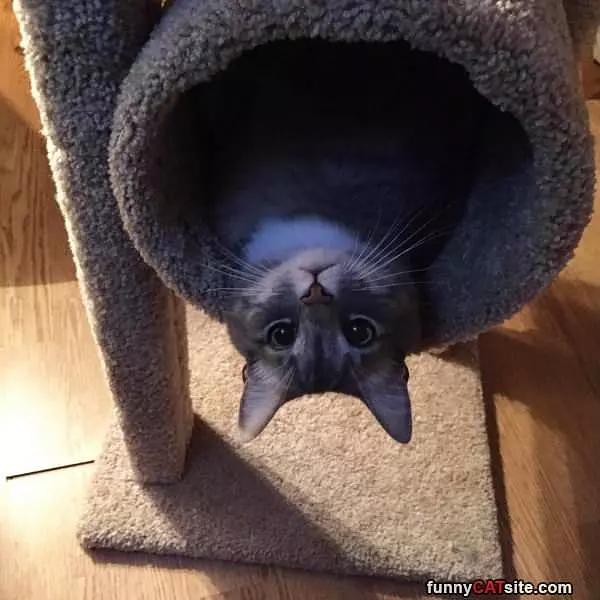 The Meower