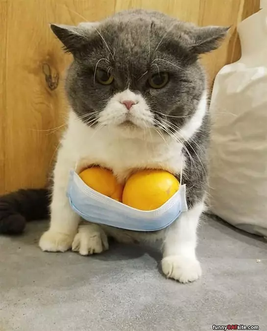 Oranges