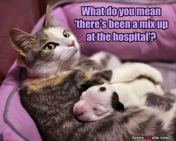 What Do You Mean