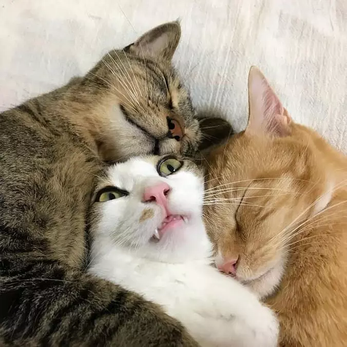 All Sleeping Together