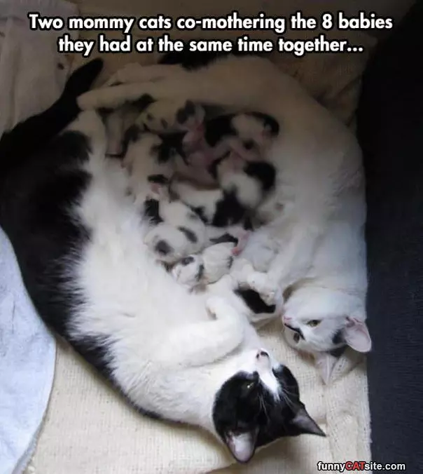 2 Mommy Cats