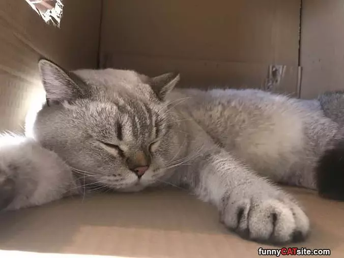 Super Sleepy