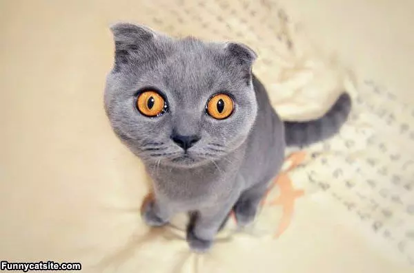 Surprised