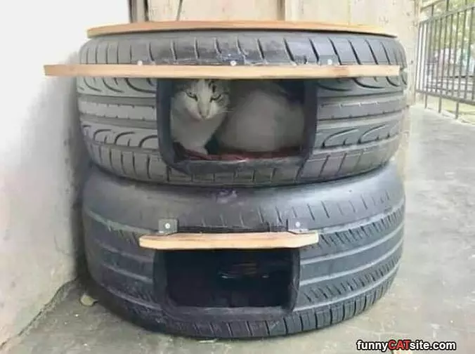 My Cat House