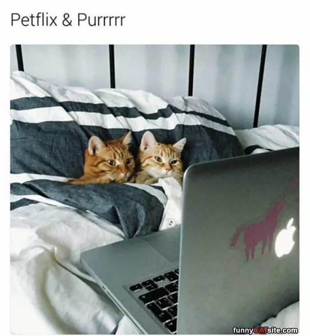 Petflix