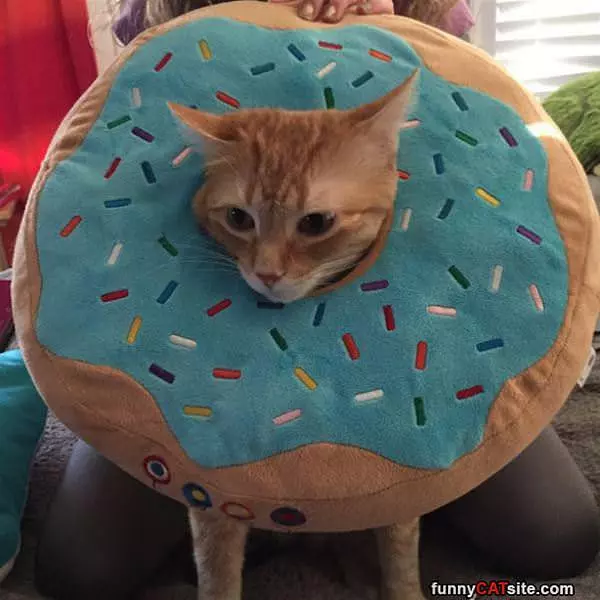 Donut Cat
