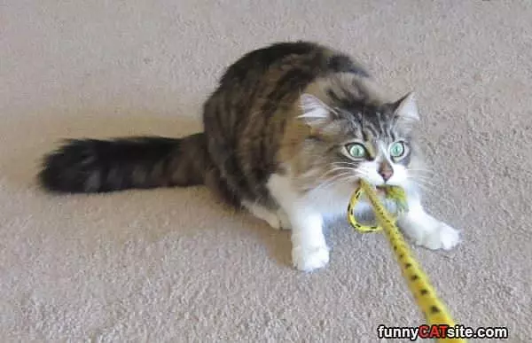 Ultimate Tug Of War