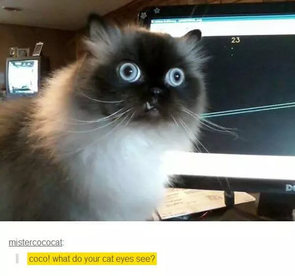 What Do They See