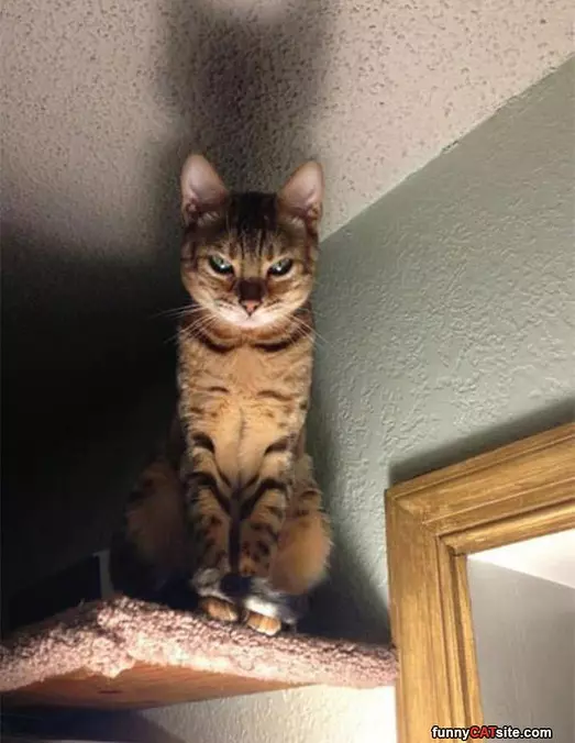 I Am Always Watching