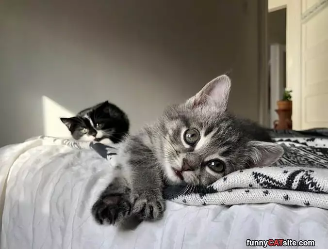 Haha Meow