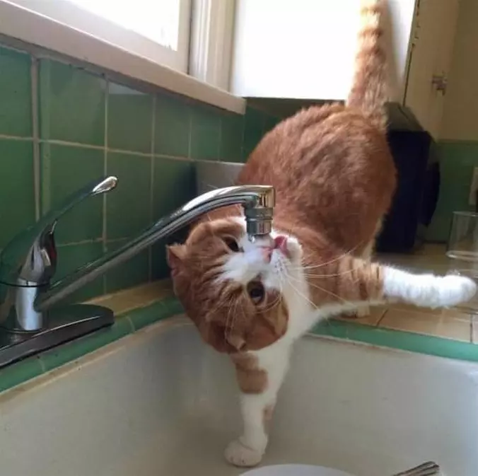 Water Please