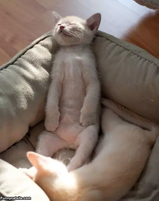 Sleep How I Wants