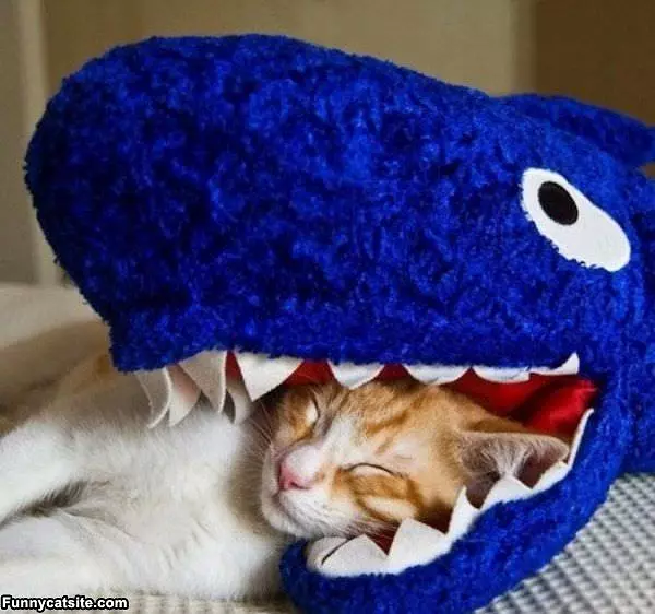 Shark Nomnom