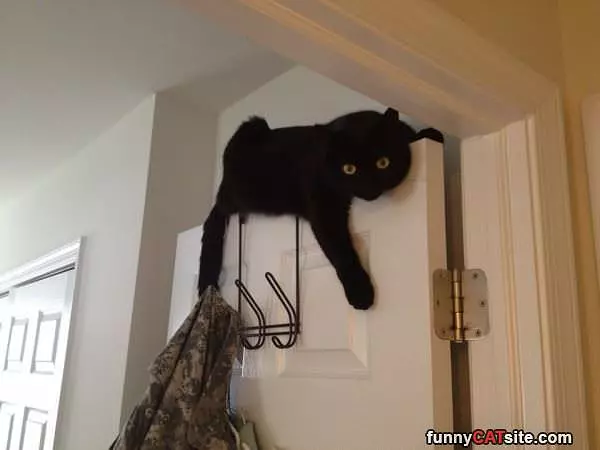 Door Cats