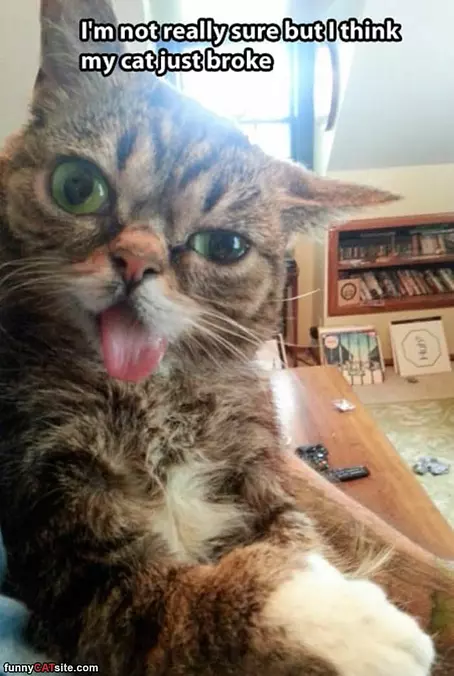 I Think My Cat Broke
