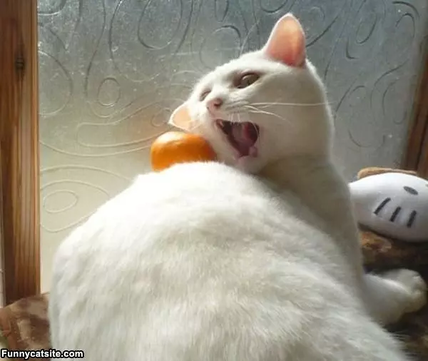 Mah Orange