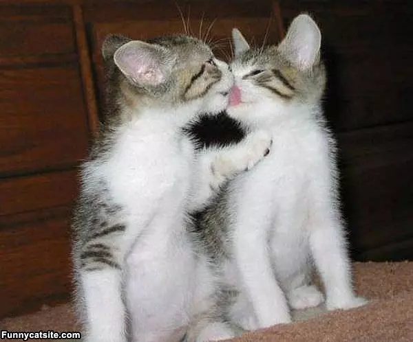 Let Me Get That For You