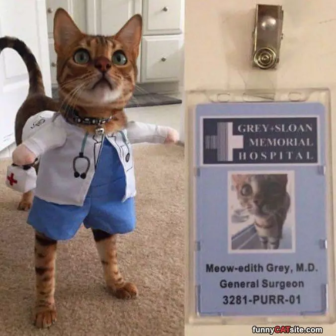 Hospital Kitty