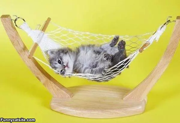 Little Kitty Nap