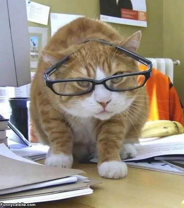 Nerdy Cat