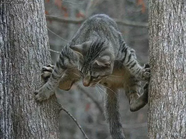 Climbing