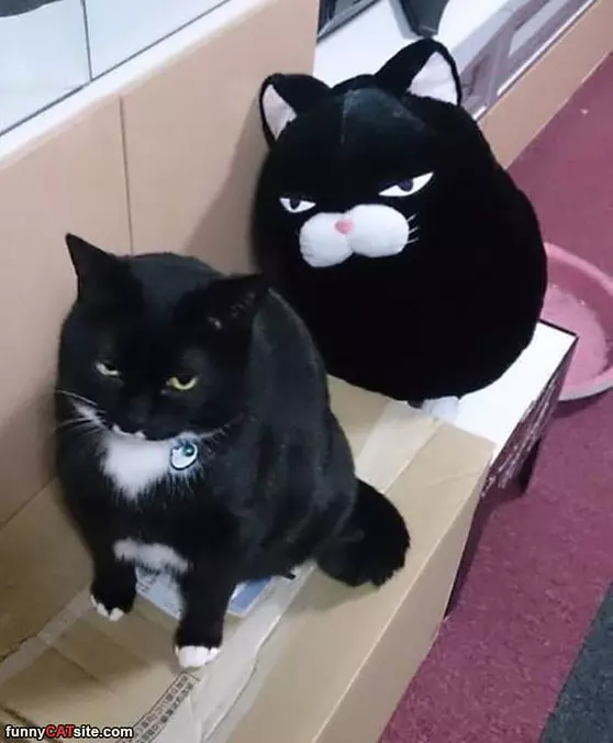 I Am Not Amused
