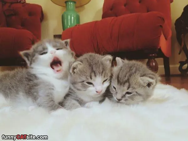 Such Cute Kittens