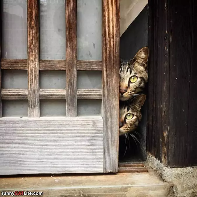 Double Stacking Cats