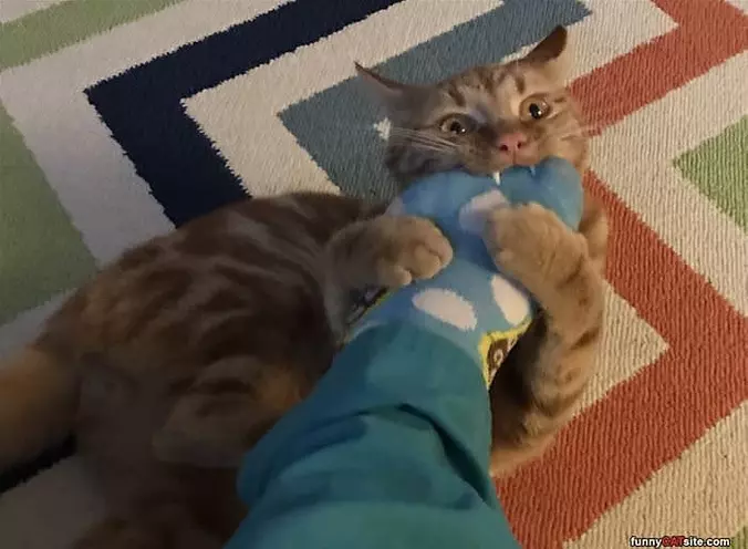 Rawrrrrrr
